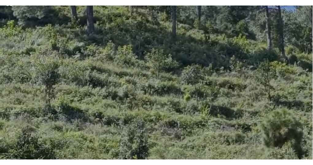 Land For Sale Near Shyamkhet Bhowali — thumbnail 4