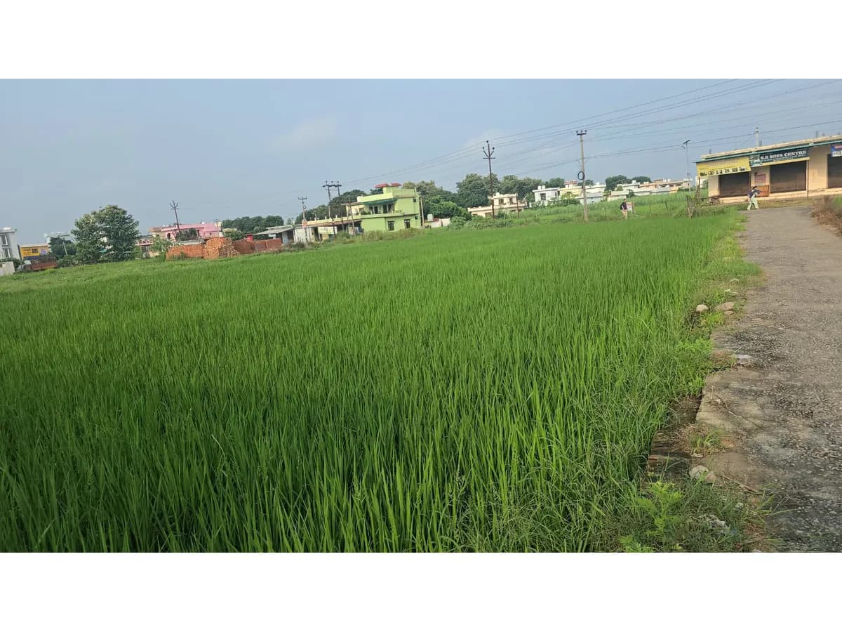 Commercial Land for Rent in Haldwani Phoolchaur 2.5 Bigha